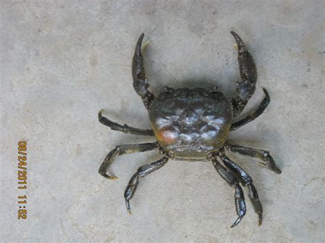 哪里的大闸蟹最好吃 北戴河哪里可以捉螃蟹_旅泊网