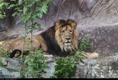 【图集】回到德黑兰动物园的波斯狮子 - 知乎