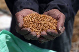 河南麦收季遇10年最严重“烂场雨” 部分地区出现籽粒萌动和穗发芽现象|河南|麦收-社会资讯-川北在线