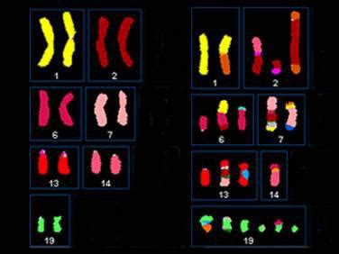 单亲二倍体是怎么形成的_染色体