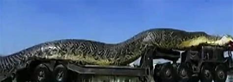 盘点世界上最大的蛇，古墓挖出千年巨蛇长20米重达400斤_探秘志