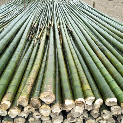 供应树木支撑用毛竹梢 竹竿 农业大棚竹杆 菜架竹-阿里巴巴