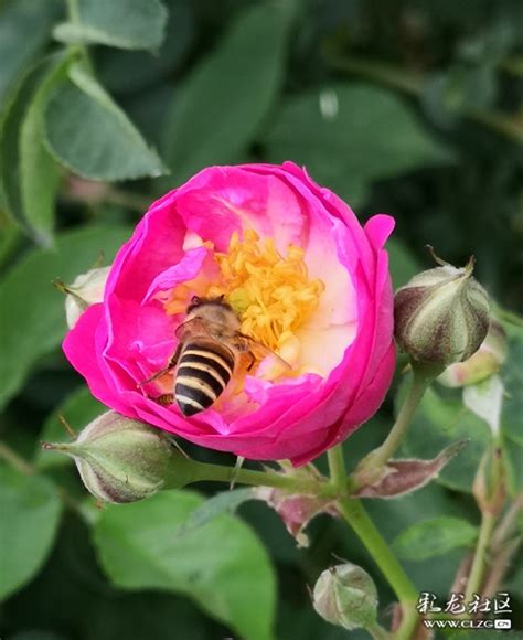勤奋的小蜜蜂,小蜜蜂_大山谷图库