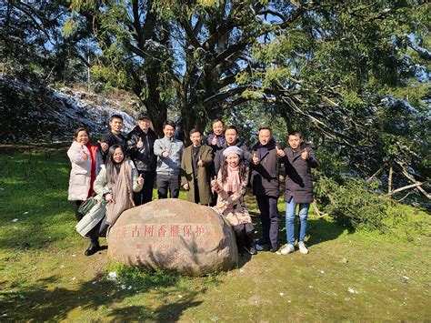 千年香榧王,千年香榧,千年香榧林_大山谷图库