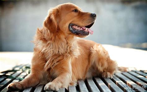 养什么宠物狗最好养？8种便宜好看又好养的犬种推荐 - 胖萌舍宠物网