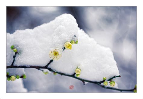 【雪梅摄影图片】生态摄影_天山雪狐的博客_太平洋电脑网摄影部落