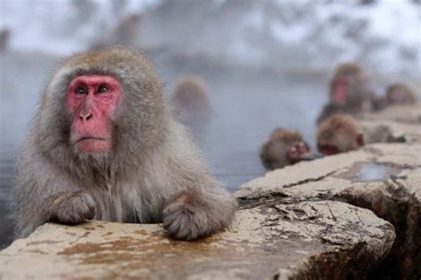 猴子智力相当于人几岁?揭秘猴子的十大聪明之处_搜狗指南