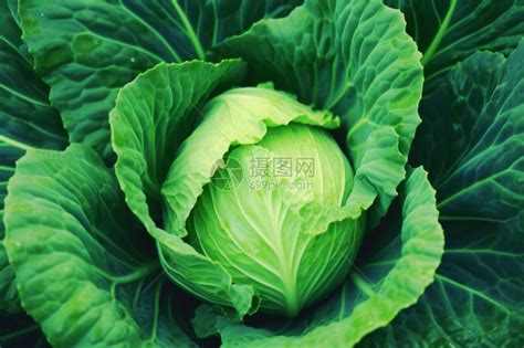 甘蓝菜图片