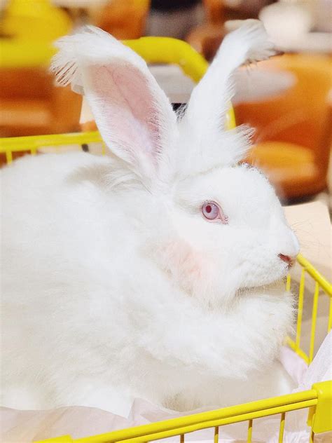 🥕深圳首家安哥拉巨兔体验馆！！ 我真的太喜欢这些大兔子了🐰超级可爱！！ 店里有二十只左右的兔子，每桌都有一只可以玩～ 店面装修是兔子喜欢的胡 ...