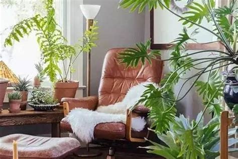 客厅摆什么大型绿植,客厅适合放什么大绿植,室内摆放的大型绿植_大山谷图库
