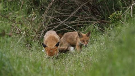 一只雌性狐狸，Vulpes Vulpes和她可爱的幼崽，正在他们的巢穴的入口进食。为了食物，发生了几次扭打和打闹。喜鹊密切注视着它们，伺机偷走 ...
