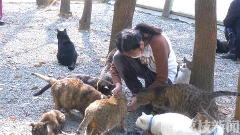 为300只流浪猫搭建温暖家园 90后甘做小动物保护志愿者