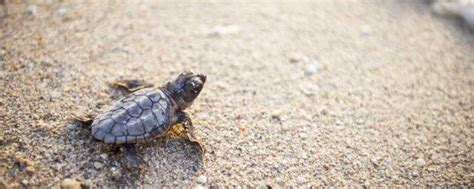 街边买的小乌龟，怎么养才能活下去，注意这两点，它能送你走