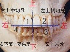 人的每颗牙齿叫什么名字？