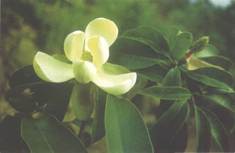 白蕊木莲Manglietia albistaminata-花卉图片网