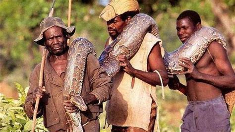 非洲蟒蛇猎人捕猎6米长巨蟒全过程：洞穴、下饵、割喉|猎人|蟒蛇|洞穴_新浪新闻