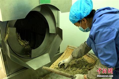 一抹茗香沁民心——跨越千年的茶叶天路之旅_京报网