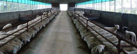 圈养羊什么品种好，附圈养羊不成功的原因 - 农敢网
