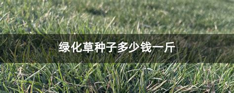 播撒养护绿化草种子-牧草种植-新闻中心-济宁百利鑫草业有限公司