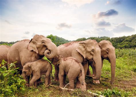 大象新闻客户端app下载-大象新闻名校课堂下载安装-大象新闻最新版本-2265安卓网