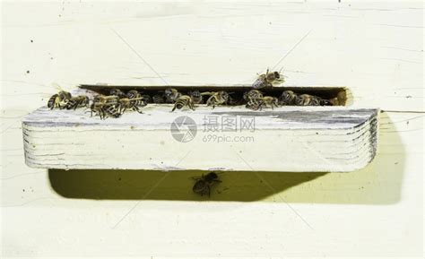 蜜蜂在巢门结团怎么回事？ - 养蜂技术 - 酷蜜蜂