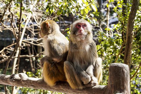野生动物猴子猕猴猴子动物园吃东西摄影图配图高清摄影大图-千库网