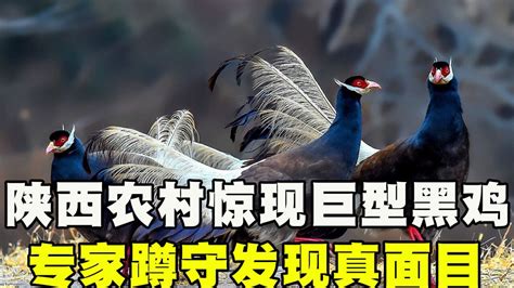 陕西农村惊现巨型黑鸡，体长1米性情凶残，专家蹲守发现真面目！_腾讯视频