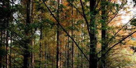 名单来了！50家国有林场获2023年度“十佳林场”称号 _www.isenlin.cn