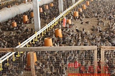 全自动化养鸡场设备_全自动化养鸡场设备价格_全自动化养鸡场设-阿里巴巴