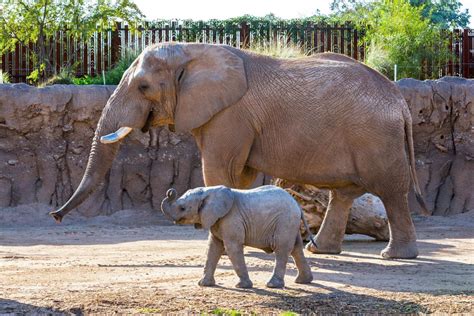 Brève | 42 % des animaux des zoos atteints par la toxoplasmose