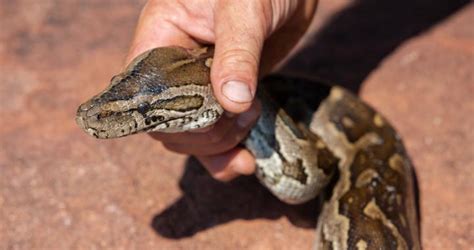 蛇毒购买、购买蛇毒如何检测蛇毒的质量？_蛇毒_毒蛇网