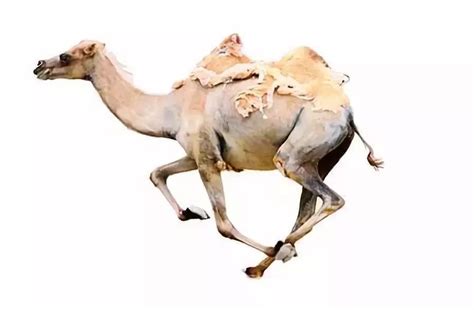 北齐 彩陶骆驼二(图4) 美国哈佛艺术博物馆藏-古玩图集网