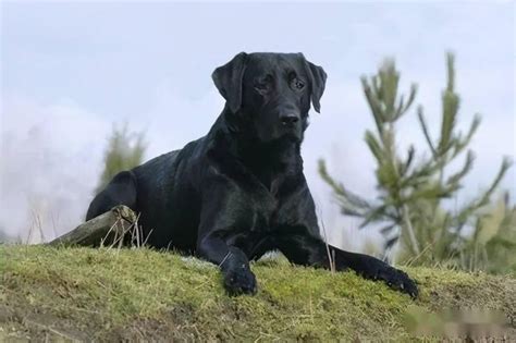 为什么大多数人都不喜欢养黑狗？黑狗究竟差在哪里|黑狗|狗狗|养狗_新浪新闻