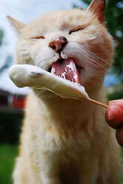 猫挑食怎么办不吃猫粮？要怎么纠正 - 知乎