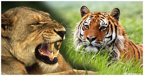 狮子和老虎都是“百兽之王”，究竟哪个更厉害？驯兽师告诉你|百兽|驯兽师|攻击性_新浪新闻
