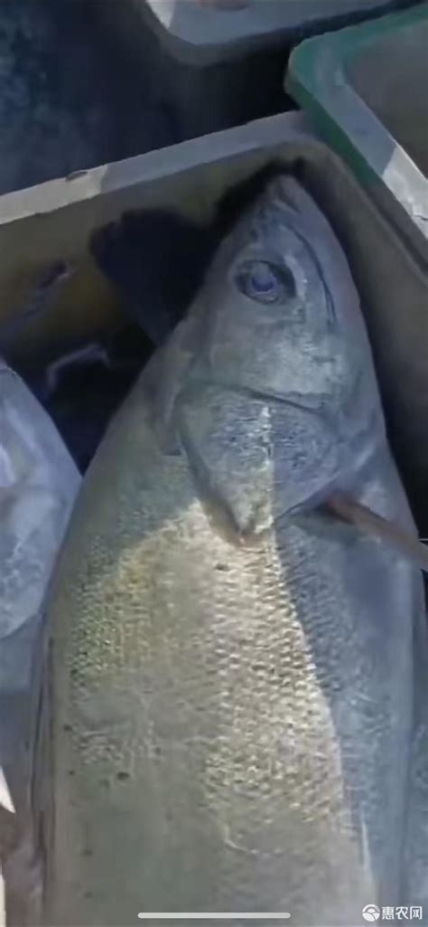 白蕉海鲈鱼 广东珠海-食品商务网