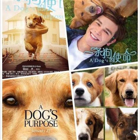 电影：A Dog