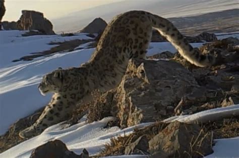 纪录片《祁连山国家公园》：兽类 何以为家_凤凰网视频_凤凰网