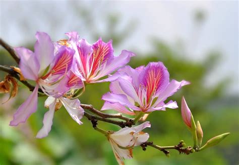 永远盛开的紫荆花 - 搜狗百科