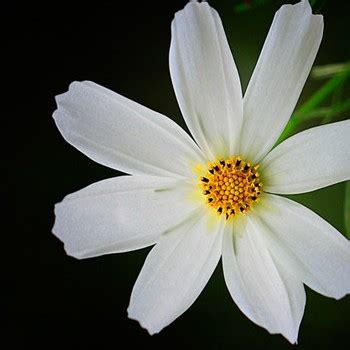 好看小花非主流头像