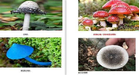蘑菇的功效与作用及食用方法_蘑菇对人体有什么作用-聚餐网