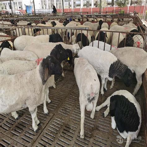 西藏杜泊羊批发 山东菏泽 黑头杜泊羊-食品商务网