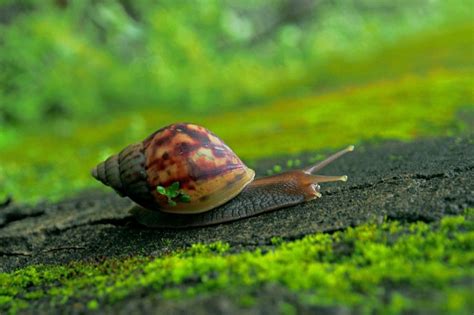 高清蜗牛摄影图片