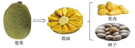 菠萝蜜图册_360百科