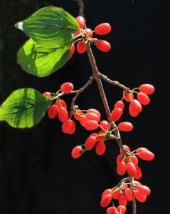 山茱萸Cornus officinalis Sieb. et Zucc._植物图片库_植物通