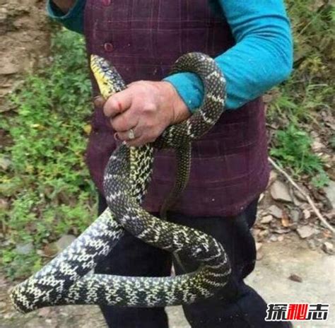 家里看到蛇“突然想逗一逗它”，23岁男子春节假期被毒蛇咬_凤凰网