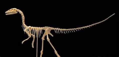 科学家在缅甸琥珀中发现奇怪蜥蜴，此前被误归为世界上最小恐龙 - 知乎