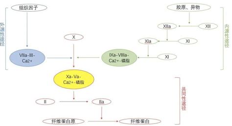 趋化因子信号通路Chemokine signaling pathway-武汉华美生物