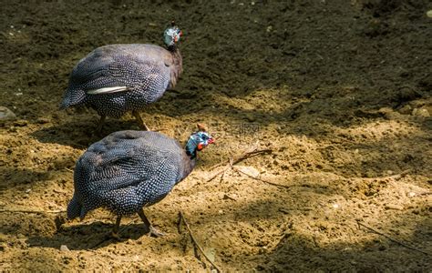 两对头戴盔的麦地禽一起在沙滩上行走来自非洲的广受欢迎热带鸟种沙漠异国情调动物园高清图片下载-正版图片307901347-摄图网