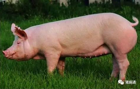 母猪一年可以生产几次-农百科